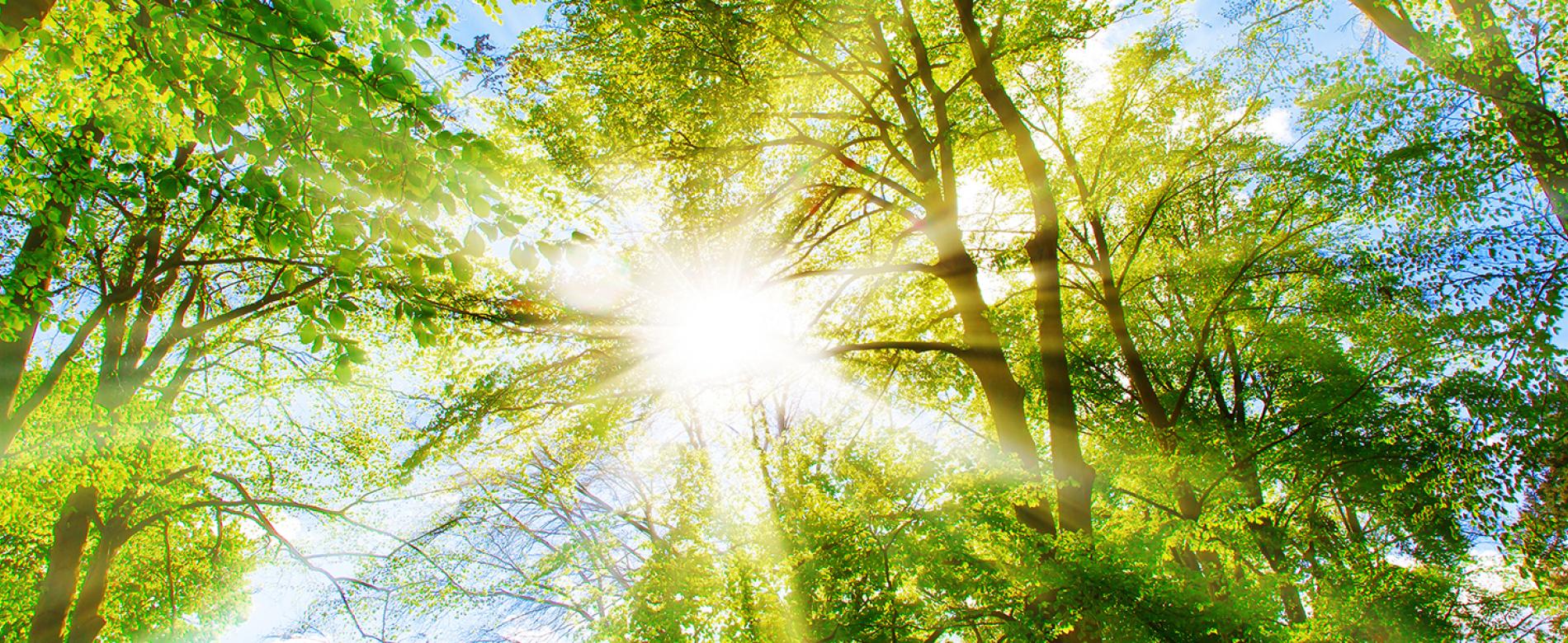 Sunlight filtering through the trees