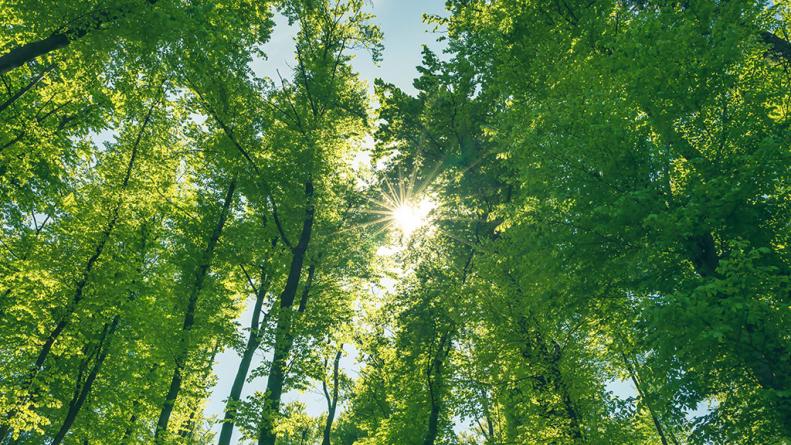 Trees